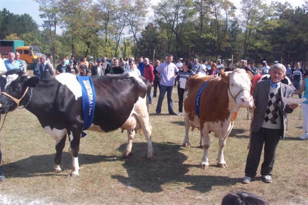 Izložba stoke "Polimlje 2011" u Beranama 1