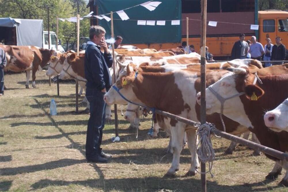 Izložba stoke "Polimlje 2011" u Beranama 4