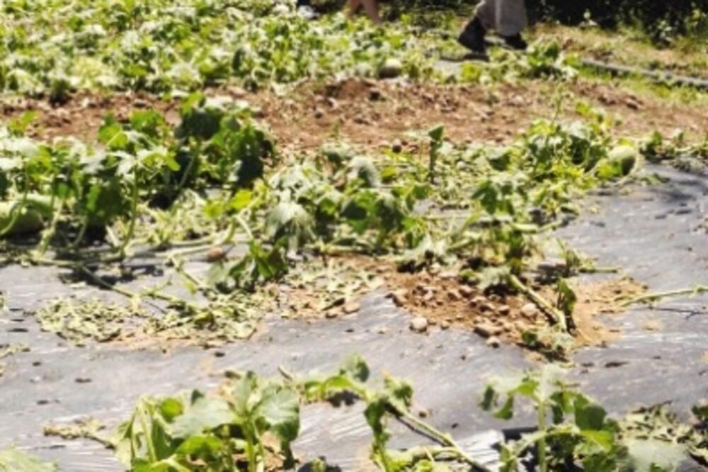 zeta_1, Foto: B.Pejović