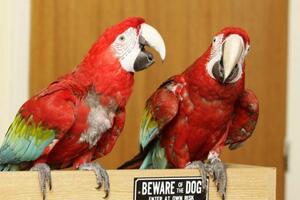 Papagaji koji laju na provalnike