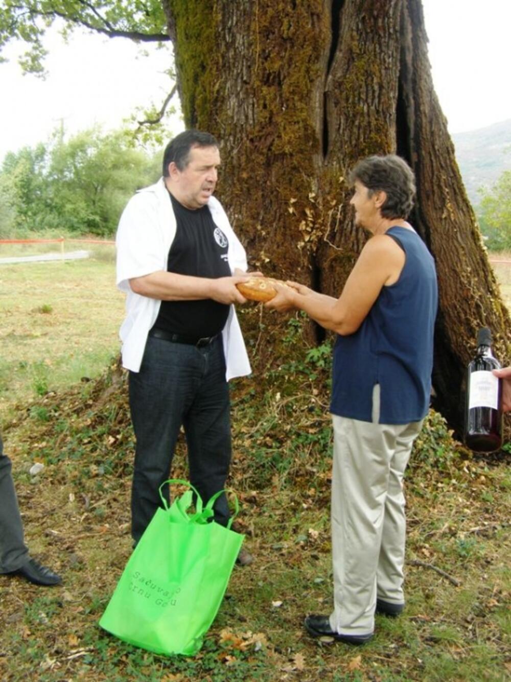 hrast, skadarski hrast