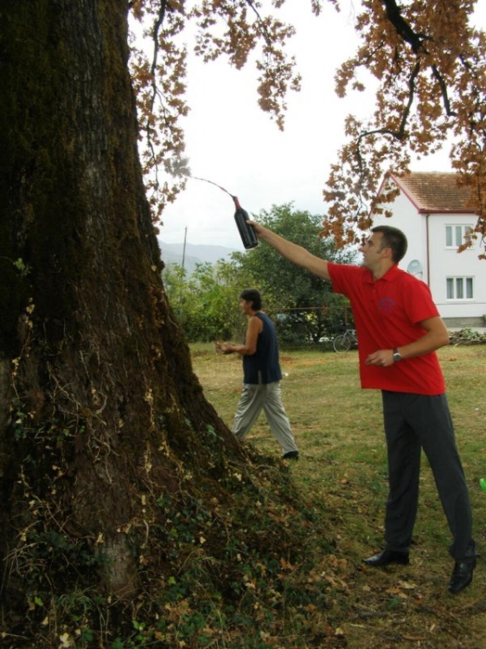 hrast, skadarski hrast