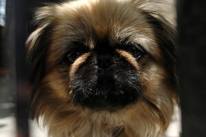 Mladić se posvađao s djevojkom, pa kroz prozor bacio njenog psa