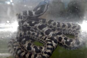 Brazilac koji je u gaćama krijumčario zmije mora da plati kaznu od...