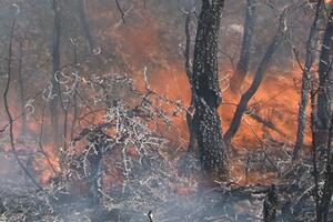 Požar u Katunskoj nahiji ostavio 150 domaćinstava bez struje, kuće...