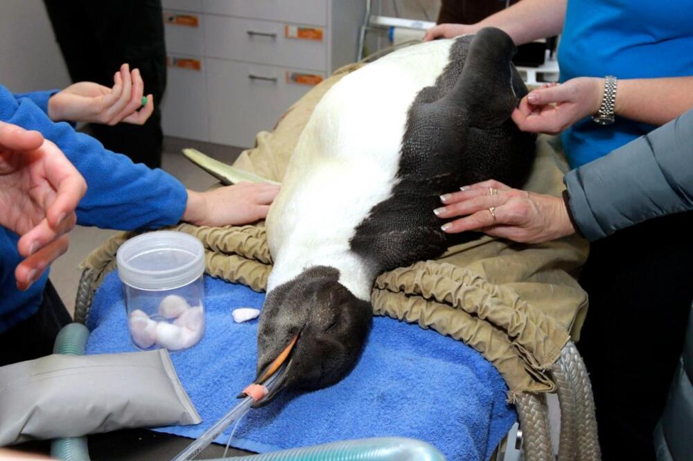 pingvin, Vesela stopala, Foto: AP