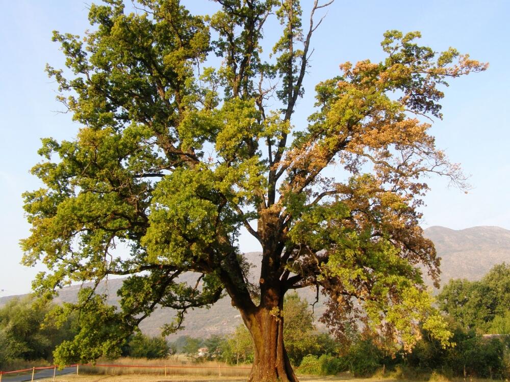 Skadarski dub Danilovgrad