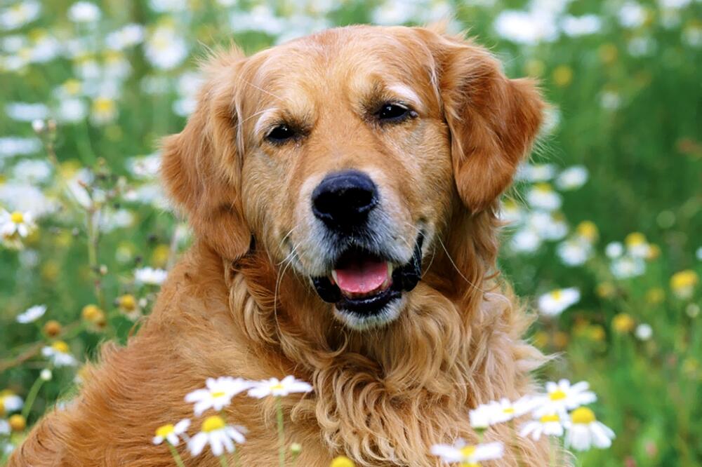 zlatni retriver, Foto: Allbestwallpapers.com