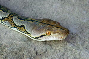 Piton podvrgnut operaciji nakon dva ugriza Dejvida Senka