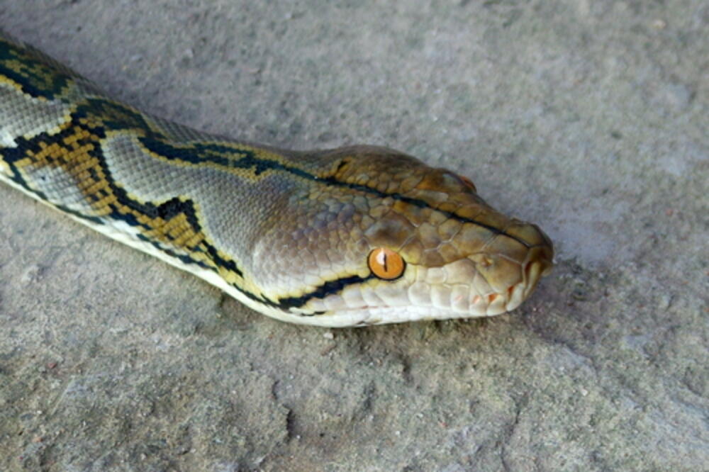 piton, Foto: Shutterstock.com