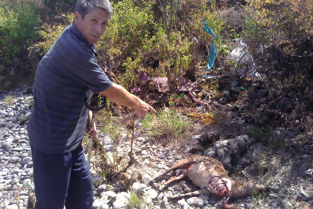 Zaklana koza Omerbožović, Foto: Vlado Otašević