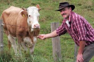 Odbjegla krava Ivona se predala, farmer koji je uhvatio osvojio 10...