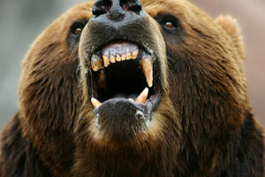 Medvjed usrmtio dvoje u Turskoj