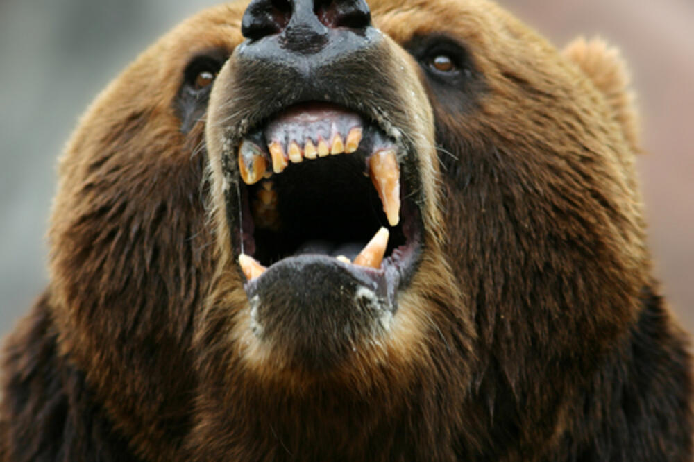 medvjed, Foto: Shutterstock.com