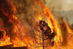 Vanredno stanje zbog požara u grčkoj pokrajini Evros