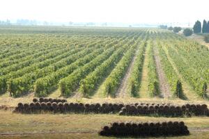Plantažama potrebno 400 radnika za berbu grožđa