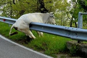 Pažnja: krava na bankini!