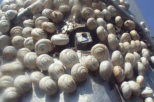 Invazija puževa na stubove ulične rasvjete u Zagrebu