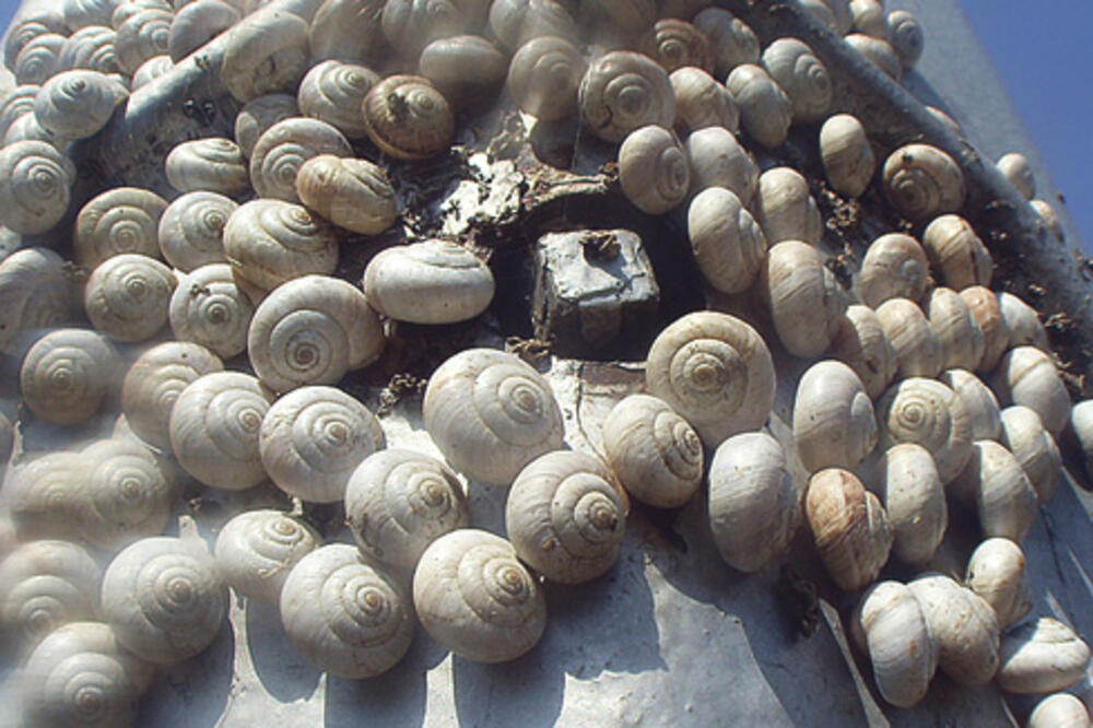 puževi, Foto: Jutarnji.hr