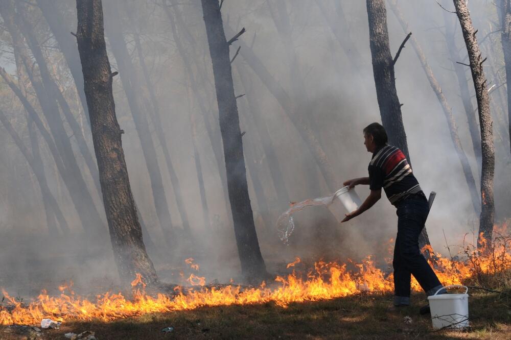 požar, zlatica, Foto: Savo Prelević