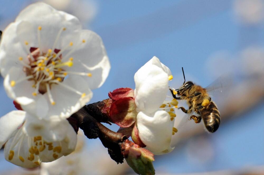 cvijet, Foto: Beta/AP