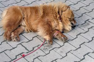 Na ulicama Bara osviću leševi životinja, otrovano 150 pasa