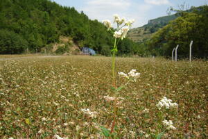 Počela žetva heljde u Crnoj Gori: Ima je i za izvoz