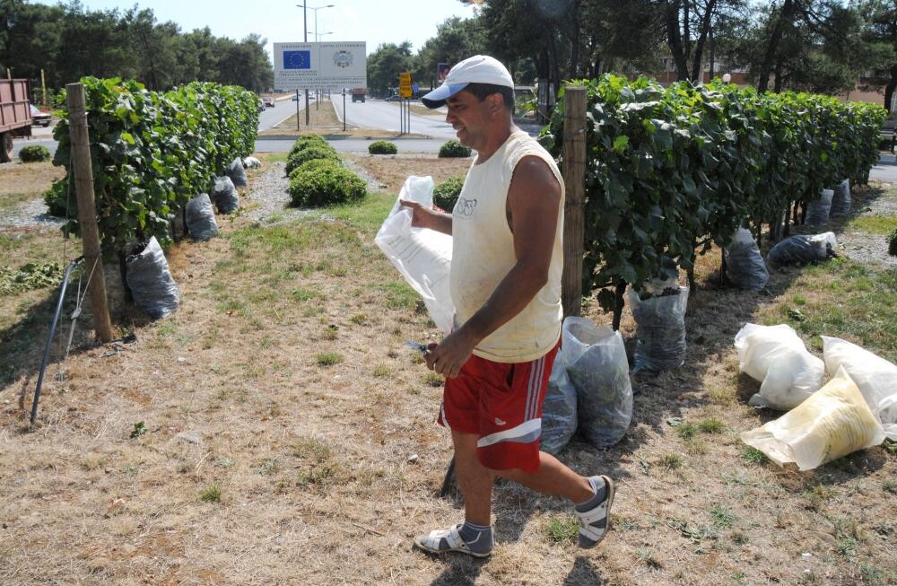 Plantaže, grožđe, krađa