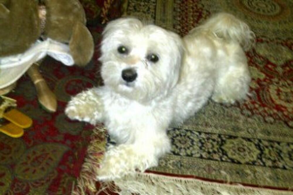 Pas Đokovića, Foto: Twitter