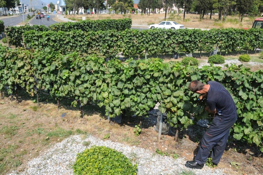Plantaže, grožđe, krađa