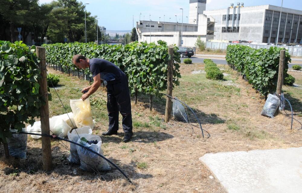 Plantaže, grožđe, krađa