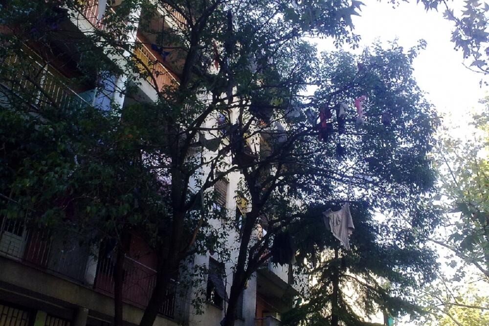 drvo, smece, Foto: Čitalac reporter