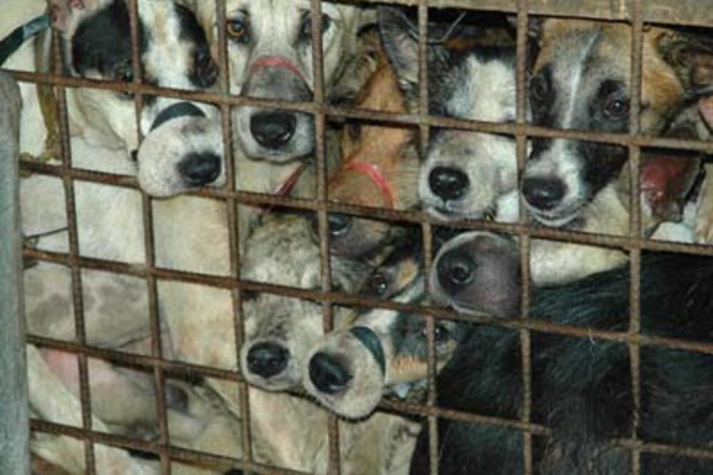 psi u kavezu, Foto: BBC