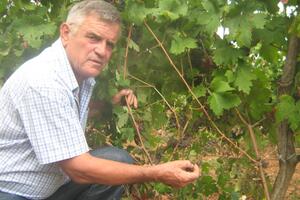 Krdo divljih svinja potpuno omelo vinograd u Ulcinju