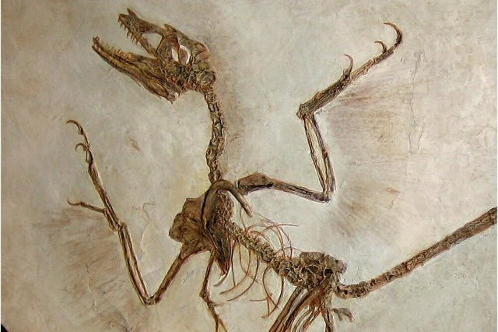 fosilni ostaci, ptica, Foto: Skywalker.cochise.edu