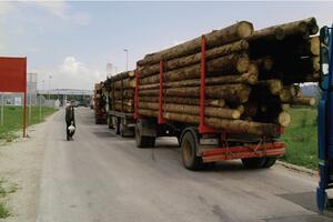 U region izvozimo drvo protiv zakona, a vlast ćuti