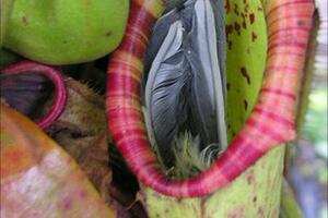 Pogledajte kako je mesožderka pojela pticu