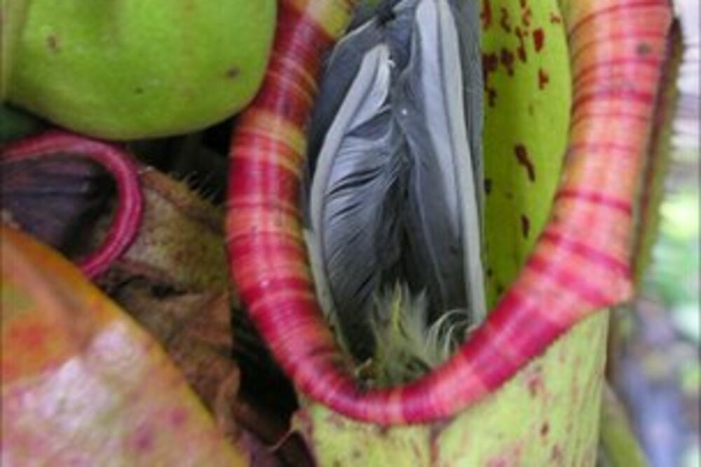 Mesožderka, Foto: BBC