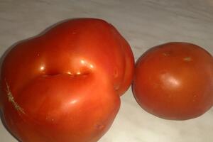 U bašti porodice Masleša iz Trebinja svaki paradajz težak oko...