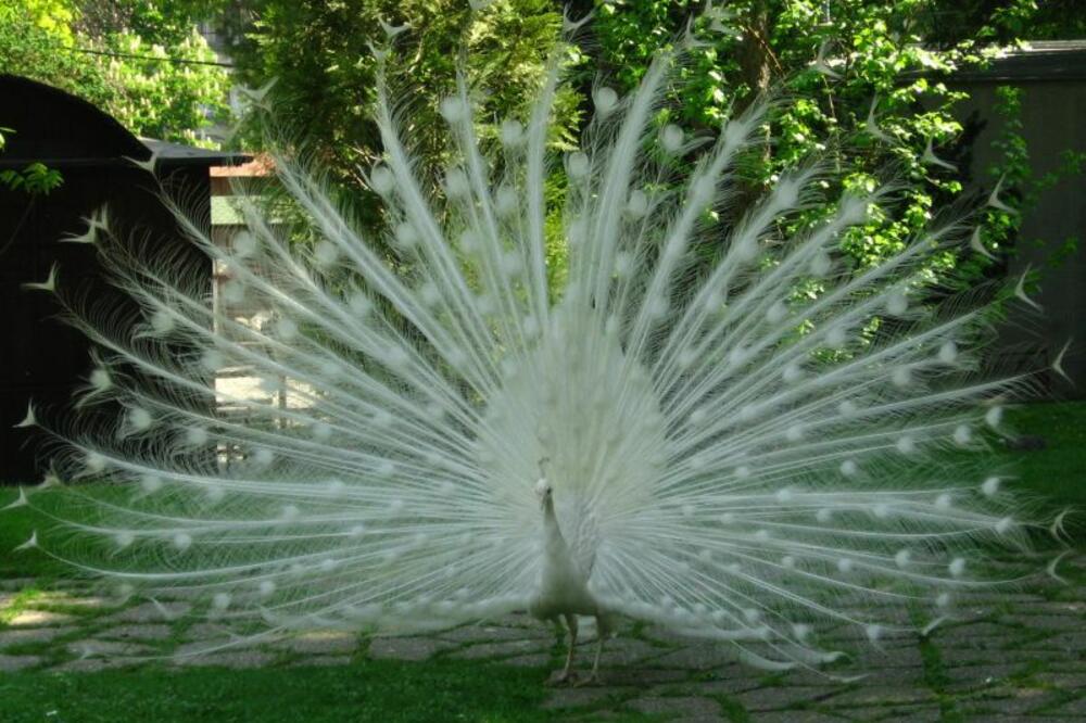 paun, Foto: Balkanphotocontest.com