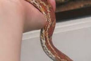 Pokušao da prokrijumčari zmiju sakrivenu u čarapi