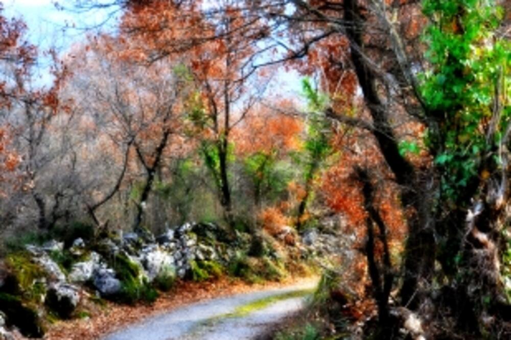 kuči, Foto: Superodmor.rs