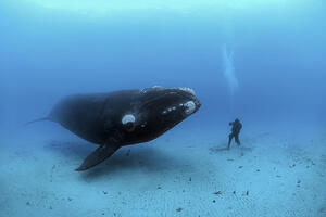 Eye to eye with a whale