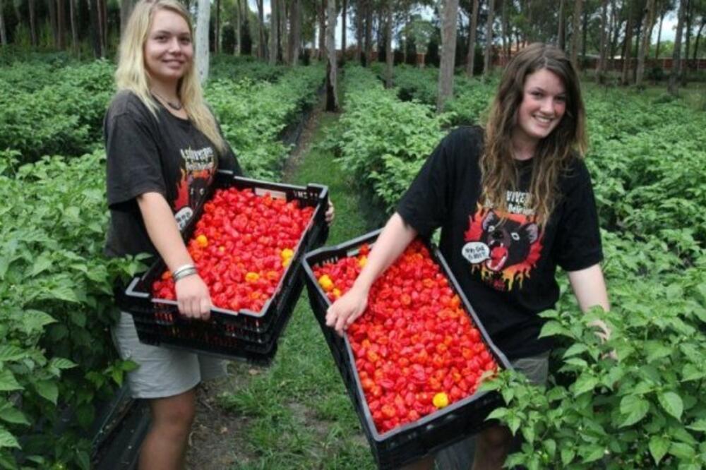 ljute paprike, Foto: AFP
