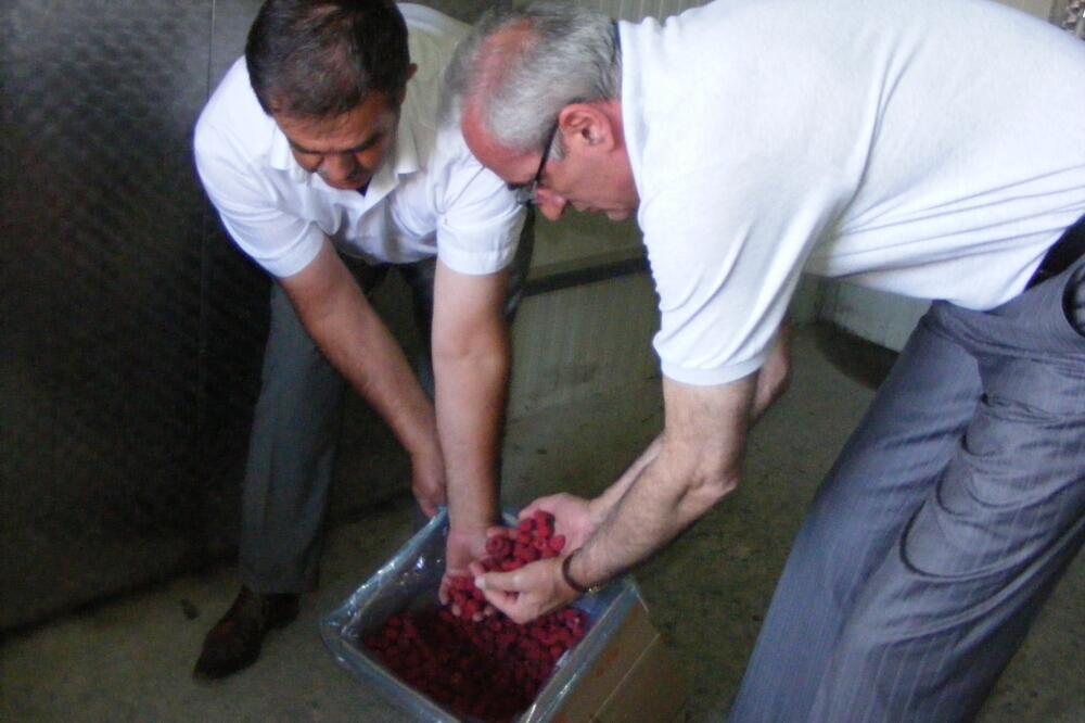 Maline, otkup, Tarzan Milošević, Foto: Beća Čoković