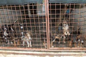 U azilu na Vrelima Ribničkim do sada udomili 129 pasa