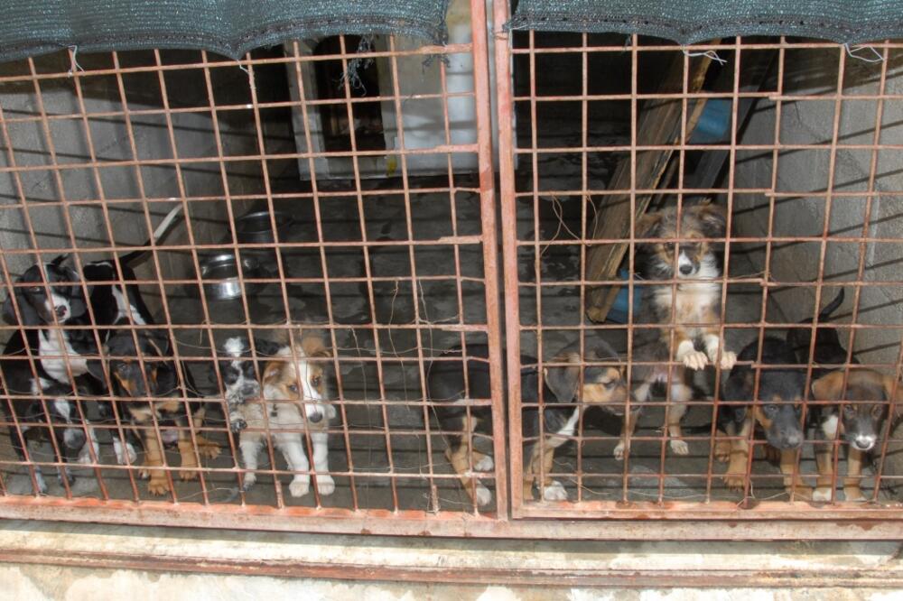 Azil za pse, Foto: Arhiva Vijesti