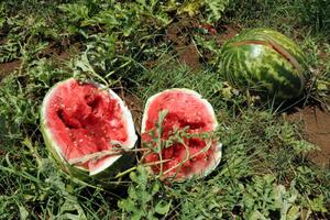 Nepoznate osobe uništile pola hektara lubenice u Martinićima