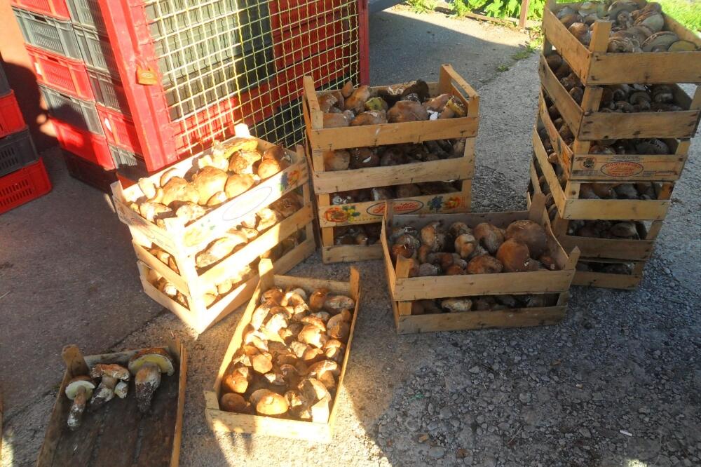 Pečurke, Foto: Dragana Šćepanović