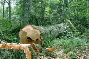 Koncesionari šuma duguju 4,5 miliona, država im blokirala račune